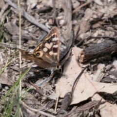 Argynnina cyrila (Forest Brown, Cyril's Brown) at Tharwa, ACT - 11 Nov 2018 by SWishart