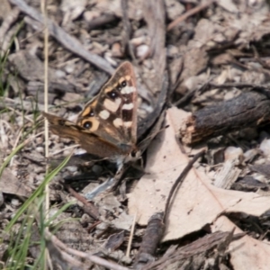 Argynnina cyrila at Tharwa, ACT - 11 Nov 2018