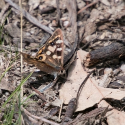 Argynnina cyrila (Forest Brown, Cyril's Brown) at Tharwa, ACT - 11 Nov 2018 by SWishart