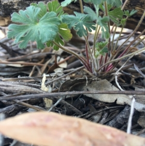 Geranium sp. at Hughes, ACT - 11 Nov 2018