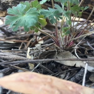 Geranium (genus) at Hughes, ACT - 11 Nov 2018 03:03 PM
