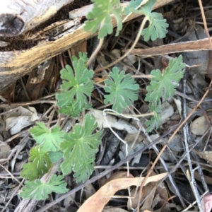 Geranium sp. at Hughes, ACT - 11 Nov 2018