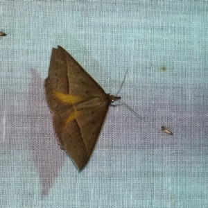 Epidesmia chilonaria at Bournda, NSW - 9 Nov 2018 08:45 PM