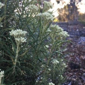 Cassinia aculeata subsp. aculeata at Hughes, ACT - 10 Nov 2018