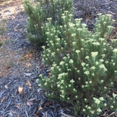 Cassinia aculeata subsp. aculeata at Hughes, ACT - 10 Nov 2018 06:23 PM