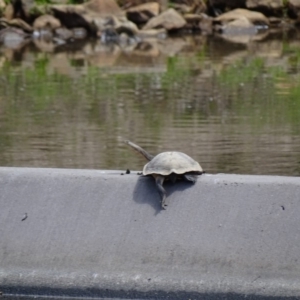 Chelodina longicollis at Paddys River, ACT - 11 Nov 2018 02:24 PM