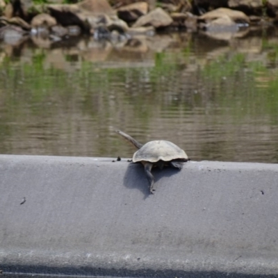 Chelodina longicollis (Eastern Long-necked Turtle) at Tidbinbilla Nature Reserve - 11 Nov 2018 by AaronClausen