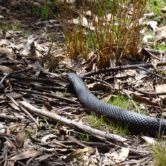 Pseudechis porphyriacus (Red-bellied Black Snake) at Tidbinbilla Nature Reserve - 11 Nov 2018 by AaronClausen