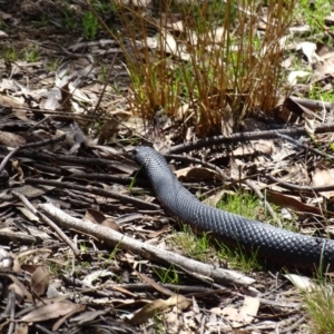 Pseudechis porphyriacus at Paddys River, ACT - 11 Nov 2018