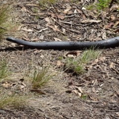 Pseudechis porphyriacus at Paddys River, ACT - 11 Nov 2018