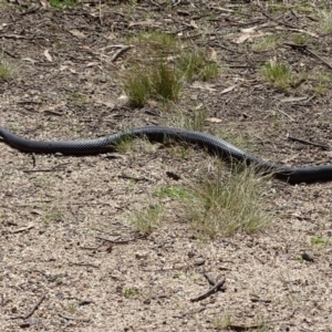 Pseudechis porphyriacus at Paddys River, ACT - 11 Nov 2018