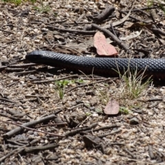 Pseudechis porphyriacus at Paddys River, ACT - 11 Nov 2018