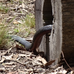 Pseudechis porphyriacus at Paddys River, ACT - 11 Nov 2018