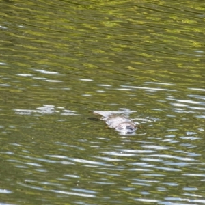 Ornithorhynchus anatinus at Paddys River, ACT - 11 Nov 2018