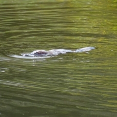 Ornithorhynchus anatinus at Paddys River, ACT - 11 Nov 2018