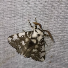 Porela vitulina (Banded Porela) at Bournda National Park - 9 Nov 2018 by Steve Mills