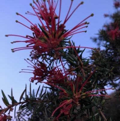 Grevillea sp. (Grevillea) at Chapman, ACT - 10 Nov 2018 by Nat