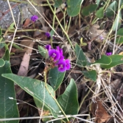 Hardenbergia violacea (False Sarsaparilla) at Chapman, ACT - 10 Nov 2018 by Nat