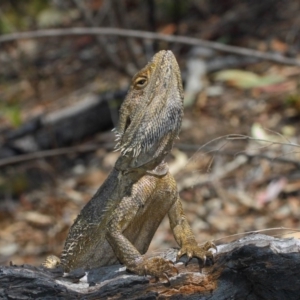 Pogona barbata at Hackett, ACT - 18 Oct 2018