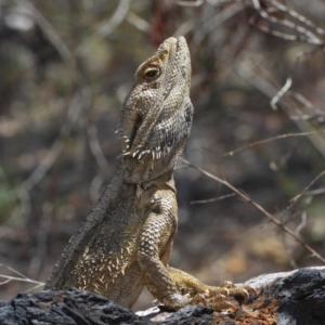 Pogona barbata at Hackett, ACT - 18 Oct 2018