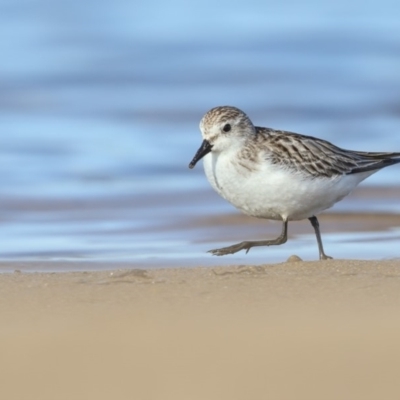 Calidris ruficollis (Red-necked Stint) at Tathra, NSW - 9 Nov 2018 by Leo