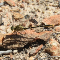 Austrogomphus guerini (Yellow-striped Hunter) at Tennent, ACT - 10 Nov 2018 by MatthewFrawley