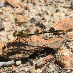 Austrogomphus guerini at Tennent, ACT - 10 Nov 2018