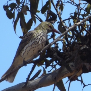 Oriolus sagittatus at Hughes, ACT - 11 Nov 2018