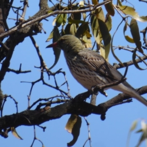 Oriolus sagittatus at Hughes, ACT - 11 Nov 2018