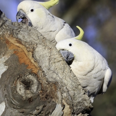 Cacatua galerita (Sulphur-crested Cockatoo) at Deakin, ACT - 11 Nov 2018 by JonSteinbeck