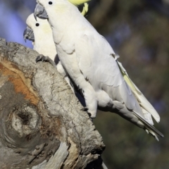 Cacatua galerita at Deakin, ACT - 11 Nov 2018