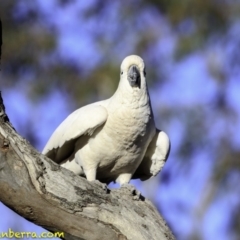 Cacatua galerita at Deakin, ACT - 11 Nov 2018