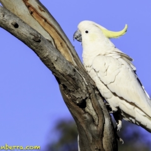 Cacatua galerita at Deakin, ACT - 11 Nov 2018