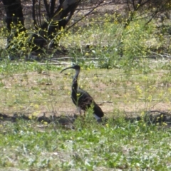 Threskiornis spinicollis (Straw-necked Ibis) at Hughes, ACT - 11 Nov 2018 by JackyF