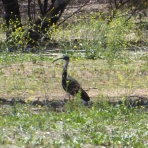 Threskiornis spinicollis at Hughes, ACT - 11 Nov 2018 11:15 AM