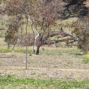 Threskiornis spinicollis at Hughes, ACT - 11 Nov 2018