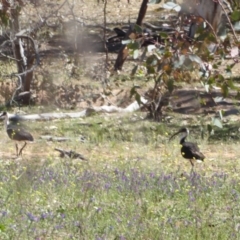 Threskiornis spinicollis at Hughes, ACT - 11 Nov 2018