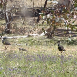 Threskiornis spinicollis at Hughes, ACT - 11 Nov 2018