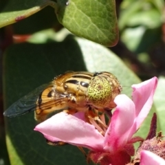 Eristalinus punctulatus (Golden Native Drone Fly) at National Arboretum Forests - 11 Nov 2018 by JanetRussell