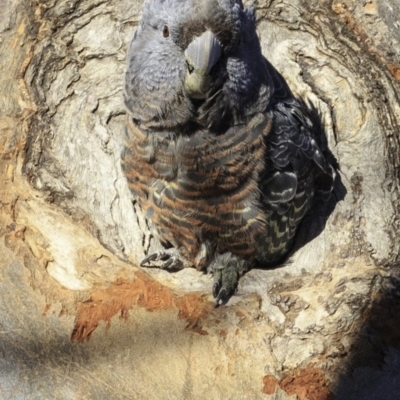 Callocephalon fimbriatum (Gang-gang Cockatoo) at Deakin, ACT - 10 Nov 2018 by BIrdsinCanberra