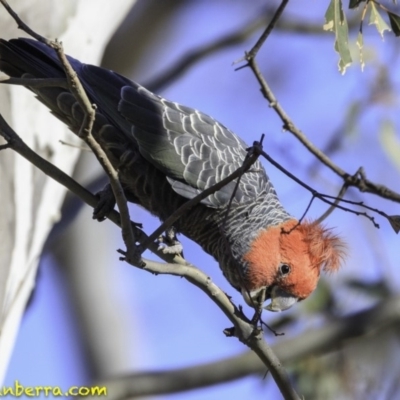 Callocephalon fimbriatum (Gang-gang Cockatoo) at Deakin, ACT - 11 Nov 2018 by JonSteinbeck