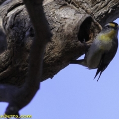 Pardalotus striatus at Deakin, ACT - 11 Nov 2018