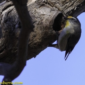 Pardalotus striatus at Deakin, ACT - 11 Nov 2018