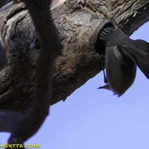 Pardalotus striatus at Deakin, ACT - 11 Nov 2018