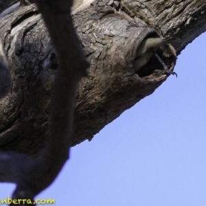 Pardalotus striatus at Deakin, ACT - 11 Nov 2018