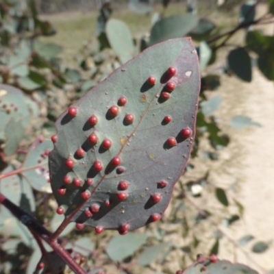 Ophelimus maskellii (Eucalyptus Gall Wasp) at Symonston, ACT - 11 Nov 2018 by Mike