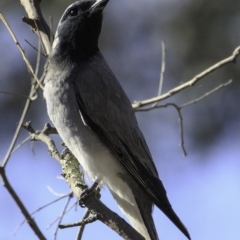 Coracina novaehollandiae (Black-faced Cuckooshrike) at Deakin, ACT - 11 Nov 2018 by JonSteinbeck