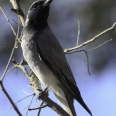 Coracina novaehollandiae (Black-faced Cuckooshrike) at Deakin, ACT - 10 Nov 2018 by BIrdsinCanberra