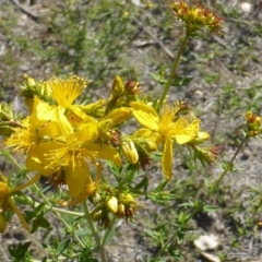 Hypericum perforatum (St John's Wort) at Symonston, ACT - 11 Nov 2018 by Mike