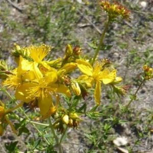 Hypericum perforatum at Symonston, ACT - 11 Nov 2018